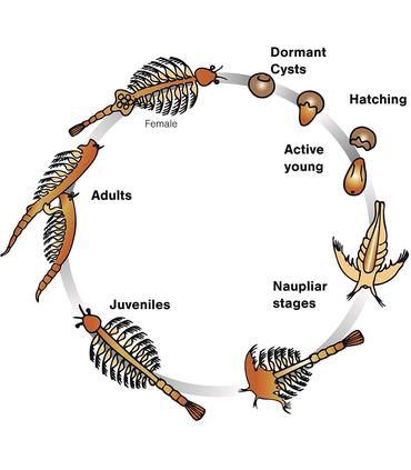 aqua-dragons-underwater-world-boxed-kit