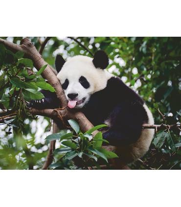 puzzle-oso-panda-500-piezas
