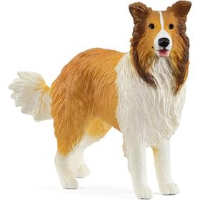 collie-perro