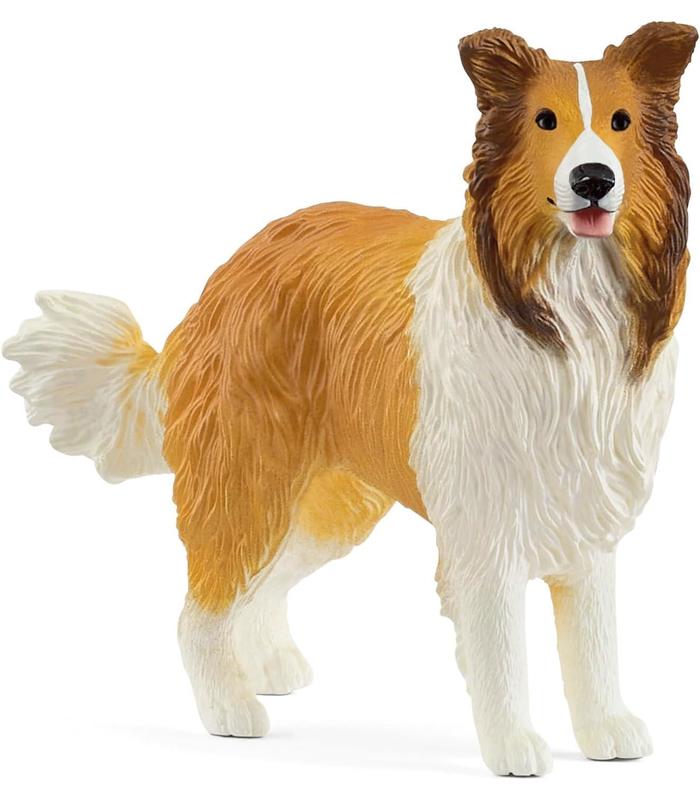 collie-perro
