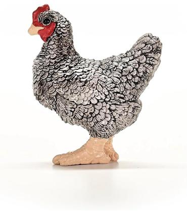 pollo-plymouth-rock